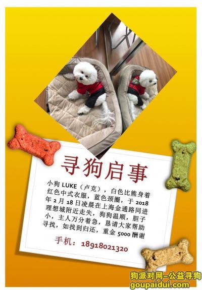【上海找狗】，上海普陀区金通路同进理想城酬谢五千元寻找比熊，它是一只非常可爱的宠物狗狗，希望它早日回家，不要变成流浪狗。