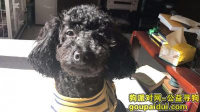【北京找狗】，北京八角石景山图书馆附近丢失黑色泰迪，它是一只非常可爱的宠物狗狗，希望它早日回家，不要变成流浪狗。