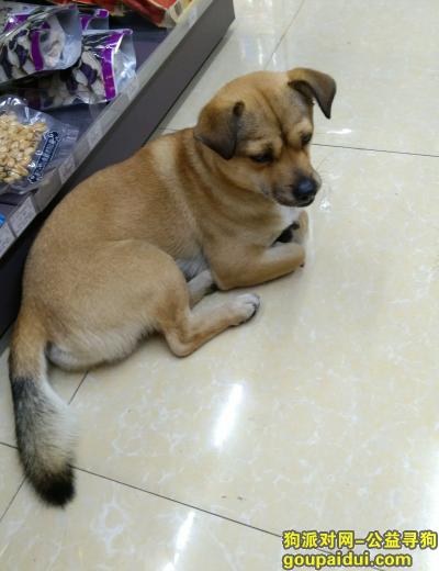 年初无锡南禅寺朋友捡到一只狗。，它是一只非常可爱的宠物狗狗，希望它早日回家，不要变成流浪狗。