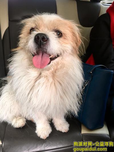 北京寻狗主人，2018年2月17日北京机场奥莱往通州方向附近捡到的狗狗，它是一只非常可爱的宠物狗狗，希望它早日回家，不要变成流浪狗。