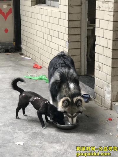 【温州找狗】，温州瓯海郭溪浦东丢失7个月大的阿拉斯加，它是一只非常可爱的宠物狗狗，希望它早日回家，不要变成流浪狗。