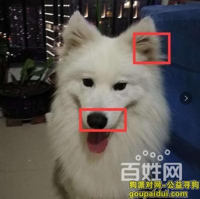 【福州找狗】，寻狗-萨摩犬定给重谢13645063933，它是一只非常可爱的宠物狗狗，希望它早日回家，不要变成流浪狗。
