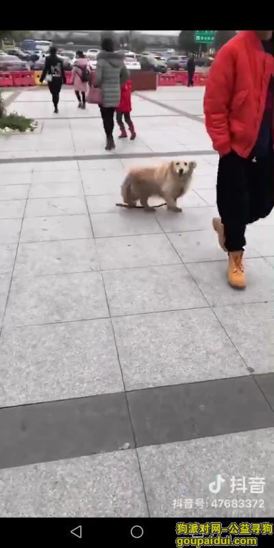 杭州寻狗主人，昆山人在杭州桐庐服务区捡到一只金毛，它是一只非常可爱的宠物狗狗，希望它早日回家，不要变成流浪狗。