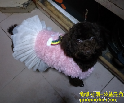 重庆沙坪坝区重金寻回我家妹妹！，它是一只非常可爱的宠物狗狗，希望它早日回家，不要变成流浪狗。
