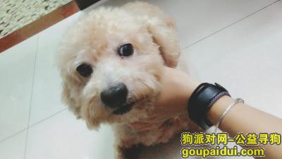 广州市海珠区【南田路】附近丢失一只比熊犬，它是一只非常可爱的宠物狗狗，希望它早日回家，不要变成流浪狗。