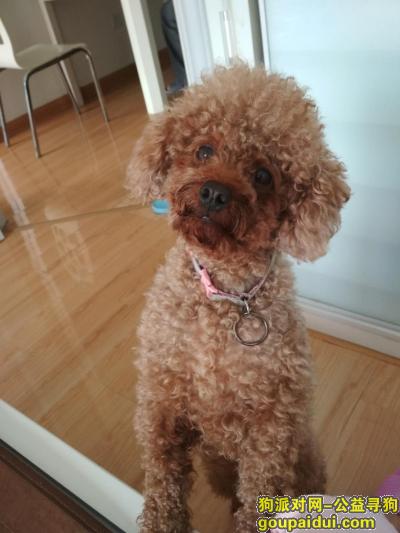 寻找在连江丢失的浅棕色泰迪狗，它是一只非常可爱的宠物狗狗，希望它早日回家，不要变成流浪狗。