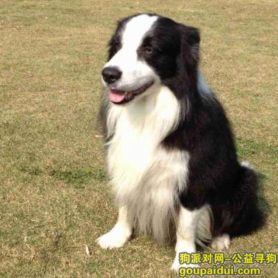 【上海找狗】，寻找上海曹家渡 蓝眼睛黑白边境牧羊犬，它是一只非常可爱的宠物狗狗，希望它早日回家，不要变成流浪狗。