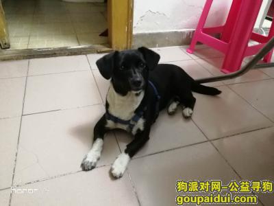 【深圳找狗】，千元悬赏，黑狗白脖子，它是一只非常可爱的宠物狗狗，希望它早日回家，不要变成流浪狗。