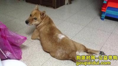 深圳民治走失土黄色毛柴犬，它是一只非常可爱的宠物狗狗，希望它早日回家，不要变成流浪狗。
