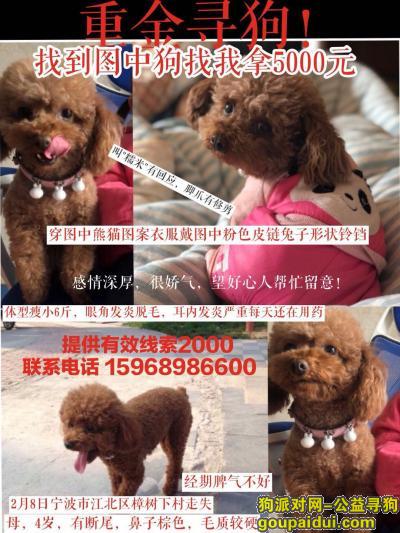 宁波寻狗启示，宁波市江北区樟树下苏家村酬谢五千元寻找泰迪，它是一只非常可爱的宠物狗狗，希望它早日回家，不要变成流浪狗。