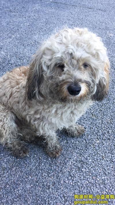 拱墅区金华南路捡到一条米黄色的宝宝，它是一只非常可爱的宠物狗狗，希望它早日回家，不要变成流浪狗。