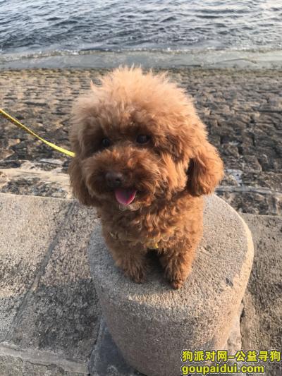 【青岛找狗】，青岛市市北区山东路嘉合新兴5岁泰迪丢失，它是一只非常可爱的宠物狗狗，希望它早日回家，不要变成流浪狗。