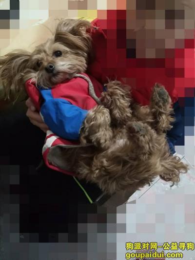 【天津找狗】，5000元感谢费寻找爱犬，它是一只非常可爱的宠物狗狗，希望它早日回家，不要变成流浪狗。