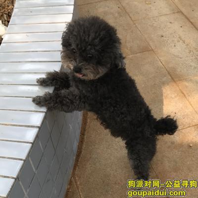 重金寻狗，7岁黑色贵宾，东莞，它是一只非常可爱的宠物狗狗，希望它早日回家，不要变成流浪狗。