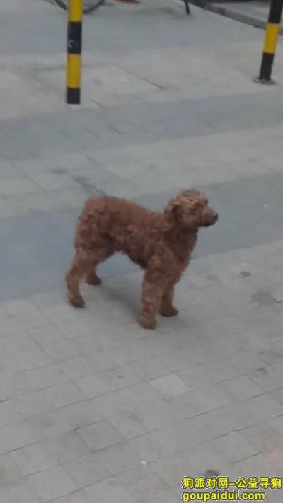 佛山寻狗启示，佛山市禅城区得心斋寻找棕色泰迪，它是一只非常可爱的宠物狗狗，希望它早日回家，不要变成流浪狗。