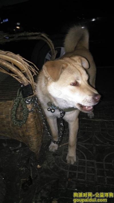 绍兴丢狗，绍兴市昌安街龙洲路寻狗，它是一只非常可爱的宠物狗狗，希望它早日回家，不要变成流浪狗。