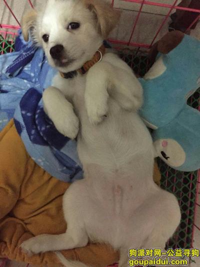 【深圳找狗】，2018.3.1号一整天狗狗都没回家，它是一只非常可爱的宠物狗狗，希望它早日回家，不要变成流浪狗。