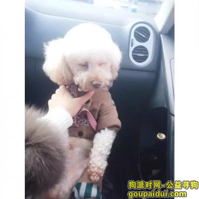 【杭州找狗】，杭州市萧山区金城路寻找香槟色泰迪，它是一只非常可爱的宠物狗狗，希望它早日回家，不要变成流浪狗。