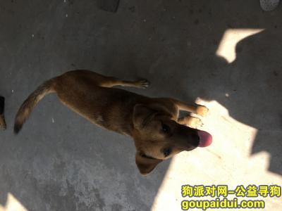 【上海找狗】，上海崇明堡镇花园村附近走丢一只公狗，3天没回来了，希望看到的话能联系我，谢谢，我们一定重谢。，它是一只非常可爱的宠物狗狗，希望它早日回家，不要变成流浪狗。