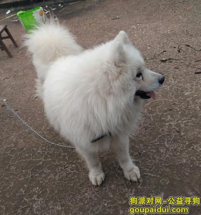 【成都找狗】，请您帮助这只萨摩耶回家，它是一只非常可爱的宠物狗狗，希望它早日回家，不要变成流浪狗。