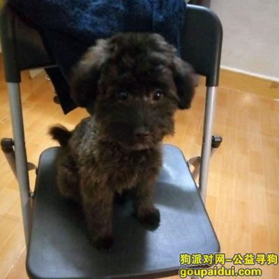 深圳宝安上合小学附近走失黑色泰迪，看到请联系我，有酬谢，它是一只非常可爱的宠物狗狗，希望它早日回家，不要变成流浪狗。
