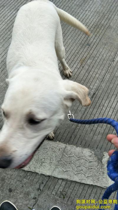 【广州找狗】，寻找在员村丢失白色拉布拉多犬，它是一只非常可爱的宠物狗狗，希望它早日回家，不要变成流浪狗。