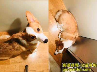 北京市东城区海晟名苑小区酬谢一万元寻找柯基，它是一只非常可爱的宠物狗狗，希望它早日回家，不要变成流浪狗。