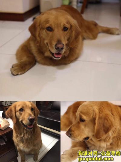 【无锡找狗】，无锡--东北塘镇石新路酬谢一万元寻找金毛，它是一只非常可爱的宠物狗狗，希望它早日回家，不要变成流浪狗。
