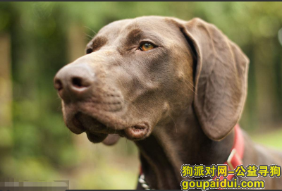 【沈阳找狗】，沈阳大东区3月1日康都小区，它是一只非常可爱的宠物狗狗，希望它早日回家，不要变成流浪狗。