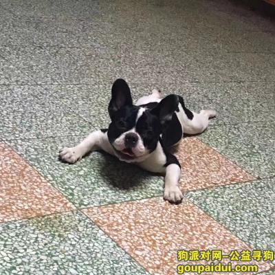 【青岛找狗】，狗狗于2018年3月1日凌晨走丢，它是一只非常可爱的宠物狗狗，希望它早日回家，不要变成流浪狗。