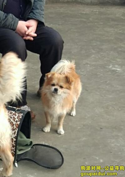 【北京找狗】，回来了，它是一只非常可爱的宠物狗狗，希望它早日回家，不要变成流浪狗。