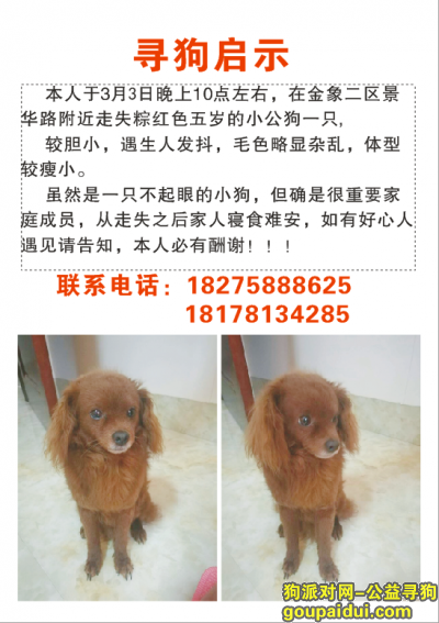 广西南宁市大沙头金象二区景华路2018.3.3丢失一只棕红色五岁小公狗，它是一只非常可爱的宠物狗狗，希望它早日回家，不要变成流浪狗。