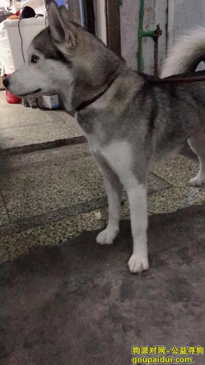 3月2日晚上七点丢失一只哈士奇，它是一只非常可爱的宠物狗狗，希望它早日回家，不要变成流浪狗。