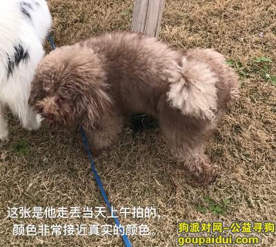 成都天府新区华阳镇和成都高新区交界处寻泰迪，它是一只非常可爱的宠物狗狗，希望它早日回家，不要变成流浪狗。