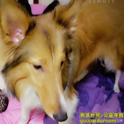 【郑州找狗】，河南省郑州市未来路地铁口附近，它是一只非常可爱的宠物狗狗，希望它早日回家，不要变成流浪狗。