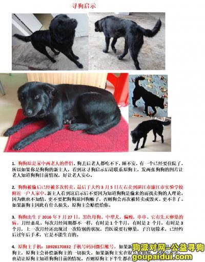 【湛江找狗】，朋友的狗狗被转卖到廉江市实验学校附近了，请大家帮忙找。，它是一只非常可爱的宠物狗狗，希望它早日回家，不要变成流浪狗。