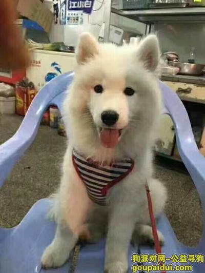 荆州石首大垸镇走丢一只萨摩耶，它是一只非常可爱的宠物狗狗，希望它早日回家，不要变成流浪狗。