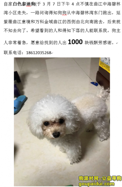 西安曲江走失白色泰迪，它是一只非常可爱的宠物狗狗，希望它早日回家，不要变成流浪狗。