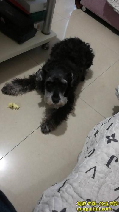 【苏州找狗】，昆山景枫嘉苑丢失一只黑色雪纳瑞，它是一只非常可爱的宠物狗狗，希望它早日回家，不要变成流浪狗。