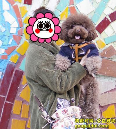 【重庆找狗】，急找元宵节在大坪虎歇路升伟中环广场跑丢的中型巧克力色泰迪弟弟，它是一只非常可爱的宠物狗狗，希望它早日回家，不要变成流浪狗。