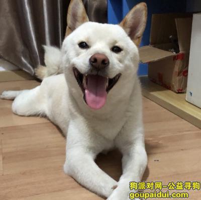 【深圳找狗】，3.7宝安区留仙二路丢失一只白色柴犬，它是一只非常可爱的宠物狗狗，希望它早日回家，不要变成流浪狗。