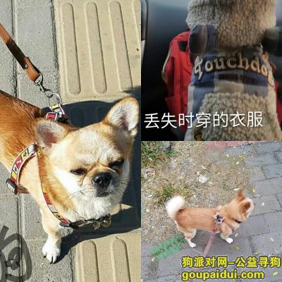 北京寻狗 寻黄色小狗  吉娃娃串狗 有人捡到狗吗，它是一只非常可爱的宠物狗狗，希望它早日回家，不要变成流浪狗。
