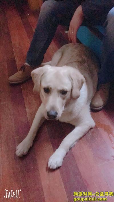 2018年3月6日捡到拉布拉多，它是一只非常可爱的宠物狗狗，希望它早日回家，不要变成流浪狗。