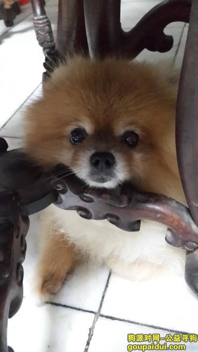 【海口找狗】，澄迈老城镇鲁能海蓝福源博美，它是一只非常可爱的宠物狗狗，希望它早日回家，不要变成流浪狗。