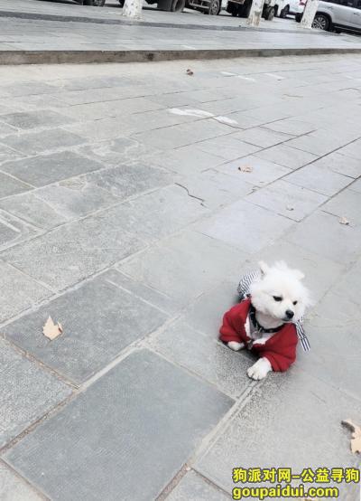 【贵阳找狗】，寻找一只白色串串博美，它是一只非常可爱的宠物狗狗，希望它早日回家，不要变成流浪狗。