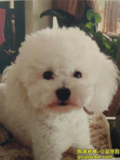 北京张仪村宝贝走丢 闺女泰迪，它是一只非常可爱的宠物狗狗，希望它早日回家，不要变成流浪狗。