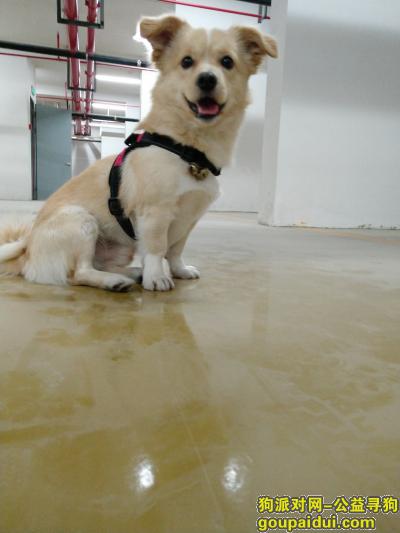 【杭州找狗】，拱墅区融信学院府寻狗，它是一只非常可爱的宠物狗狗，希望它早日回家，不要变成流浪狗。