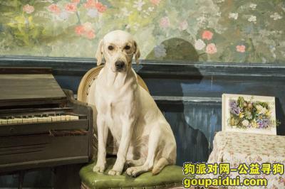 【太原找狗】，太原市小店区亲海国际酬谢一万元寻找拉布拉多，它是一只非常可爱的宠物狗狗，希望它早日回家，不要变成流浪狗。