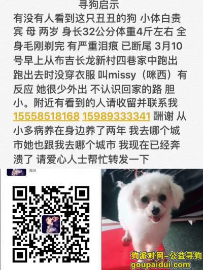 【深圳找狗】，寻狗启示  布吉长龙新村七区，它是一只非常可爱的宠物狗狗，希望它早日回家，不要变成流浪狗。