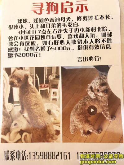 【郑州找狗】，泰迪犬3月9日走失于中原区秦岭路化工路附近，它是一只非常可爱的宠物狗狗，希望它早日回家，不要变成流浪狗。